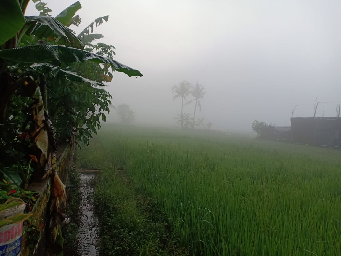 Kabut 5