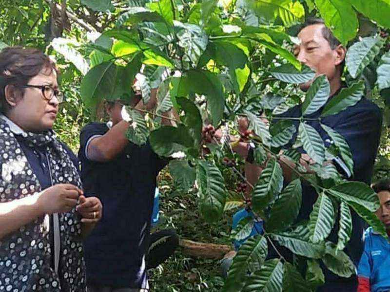 Marellina Elfiana saat berada di kebun kopi./Istimewa