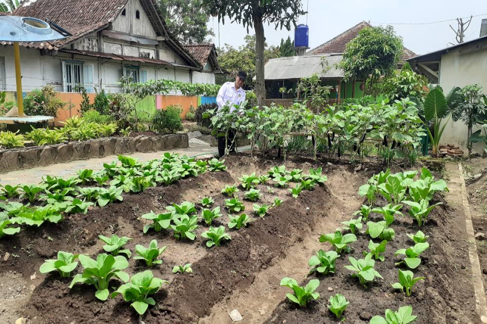 Ketua RW 2 Wates, Sutrisno menunjukkan tanaman sayuran yang dibudayakan secara organik di Taman RW 2, Selasa (20/9/2022).